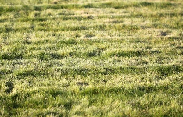 Hermoso césped verde — Foto de Stock