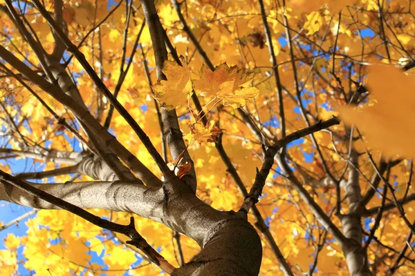 Autumn maple — Stock Photo, Image