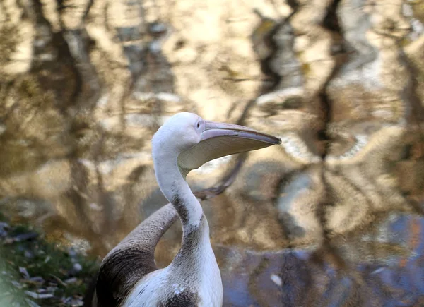 Large pelican — Stock Photo, Image