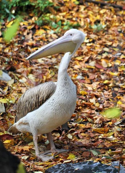 Large pelican — Stock Photo, Image