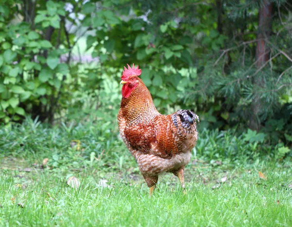 Beautiful cock — Stock Photo, Image