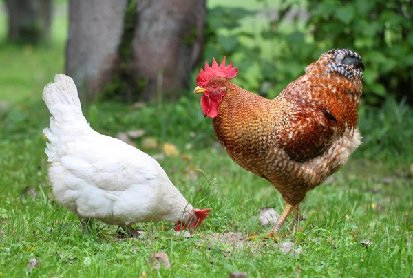 Bright rooster and chicken — Stock Photo, Image