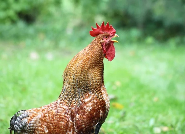 Beautiful cock — Stock Photo, Image