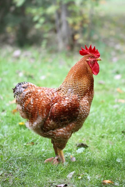 Beautiful bright cock — Stock Photo, Image