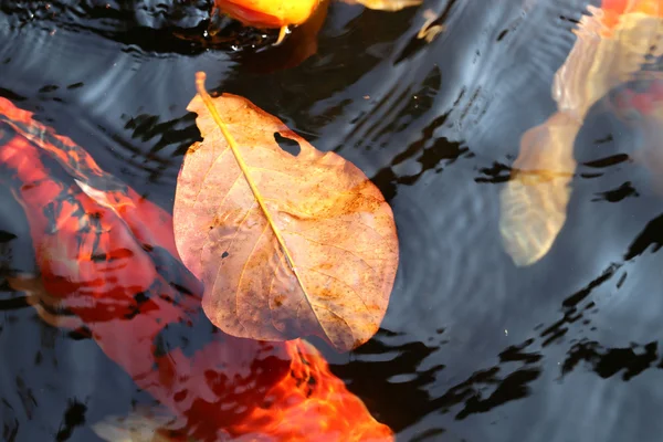 Geel blad drijvend op een vijver — Stockfoto