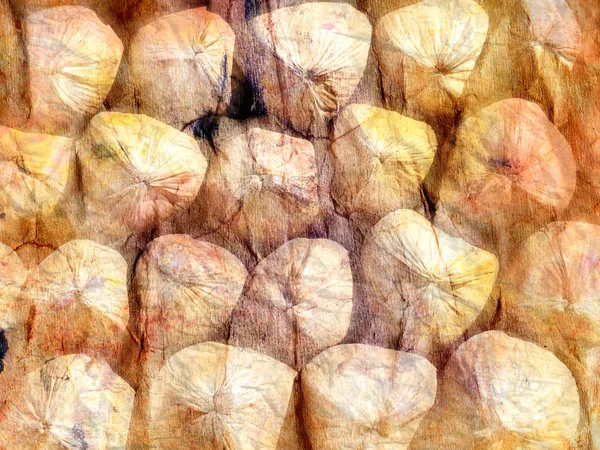 Åldern bakgrund med kokos — Stockfoto