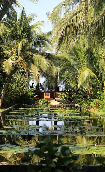 Overgrown pond with waterlilies — Stock Photo, Image