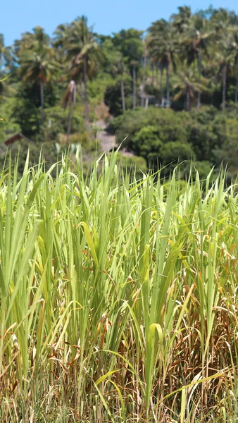 Background green plants — Stock Photo, Image