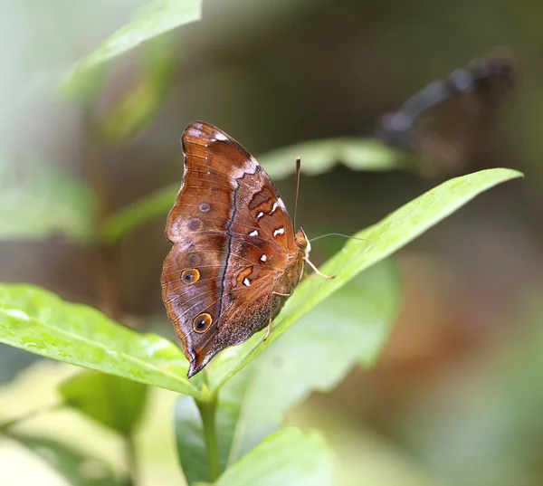 Mariposa exótica — Foto de Stock