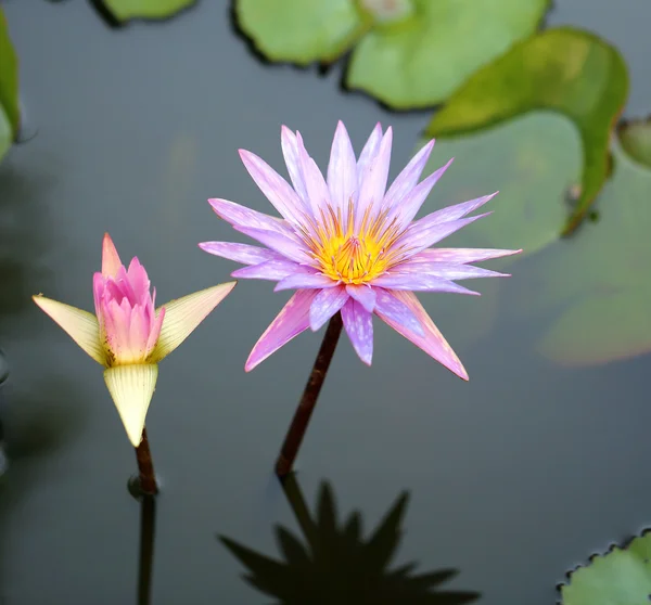 Colorful lily in a pond — Stock Photo, Image