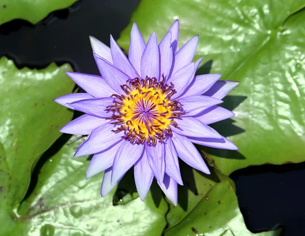 Giglio d'acqua viola — Foto Stock