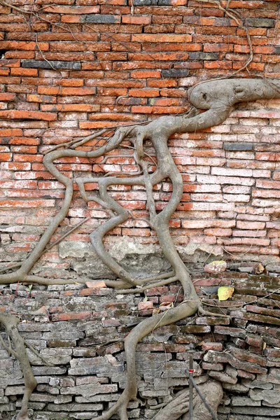 Roots on a brick wall — Stock Photo, Image