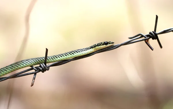 Serpiente de palma macro —  Fotos de Stock