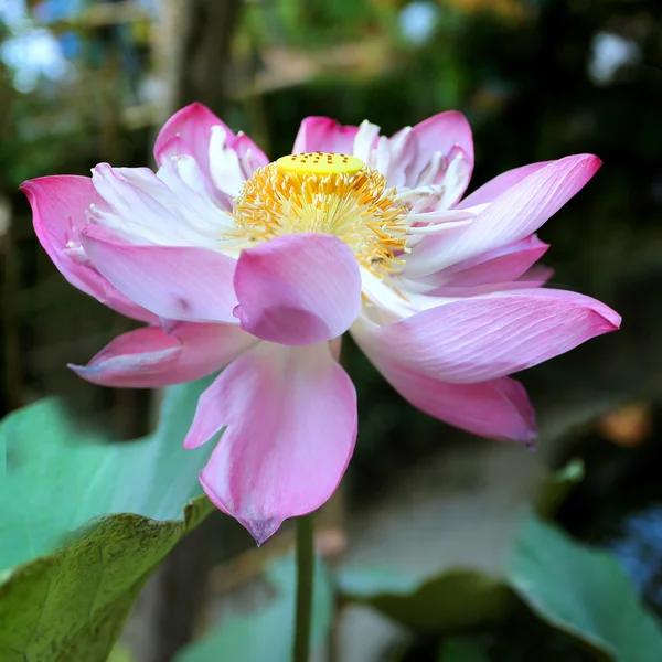 Bellissimo fiore di loto — Foto Stock