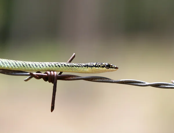 Macro palm snake — Stock Photo, Image