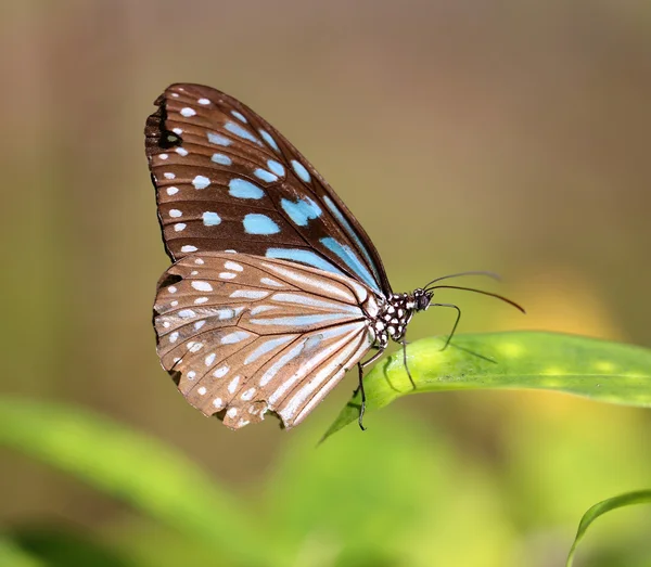 Hermosa mariposa exótica — Foto de Stock