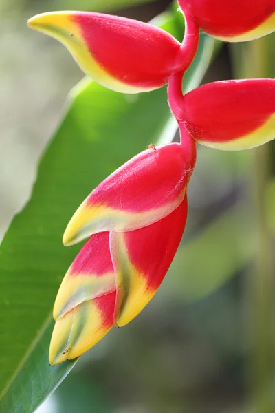 Exotische Pflanze — Stockfoto