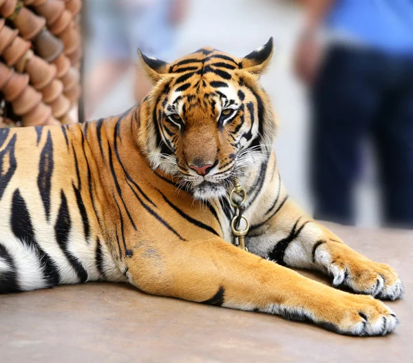 Belo retrato de um tigre — Fotografia de Stock