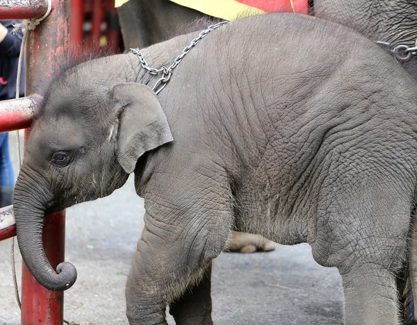 Bonita foto bebé elefante —  Fotos de Stock