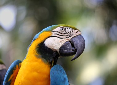 Retrato de un loro azul 