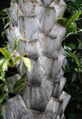 palmiye ağaç kabuğu 