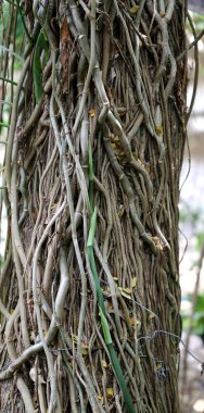 üzüm ağacı üzerinde 