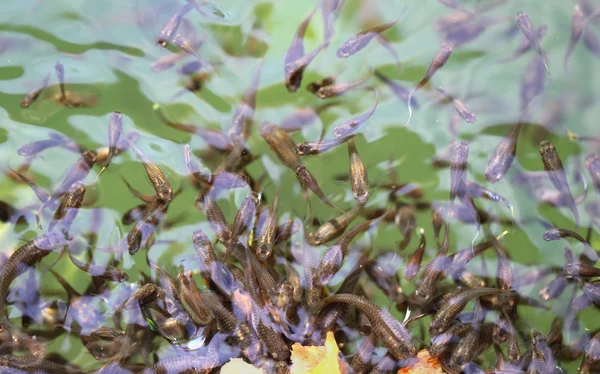 Peces en el estanque — Foto de Stock