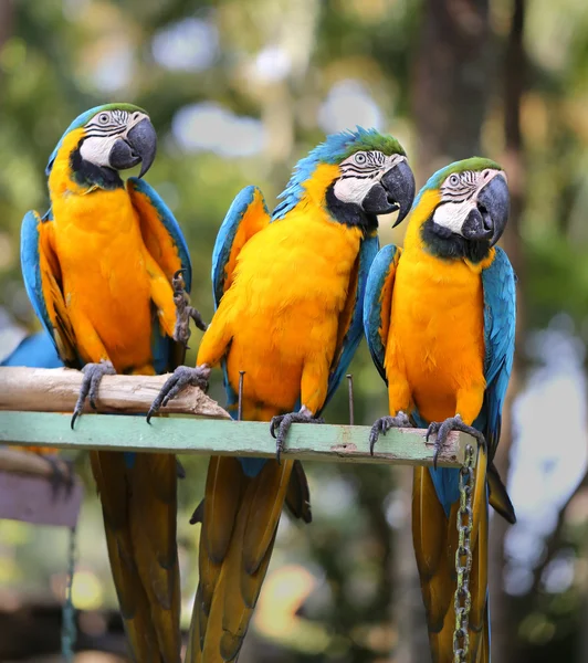 Φωτεινό μπλε παπαγάλους macaw — Φωτογραφία Αρχείου