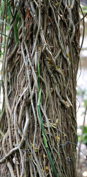 Vines on tree — Stock Photo, Image