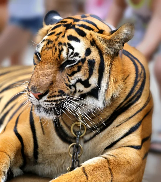 Hermoso retrato de un tigre — Foto de Stock