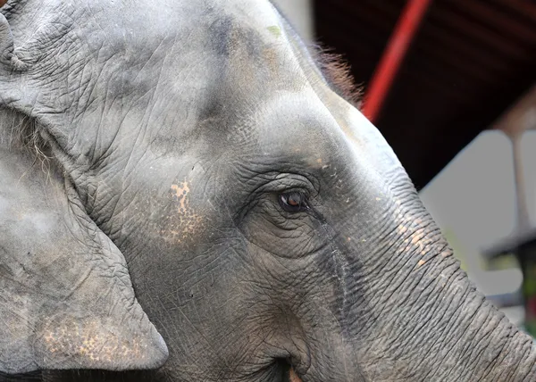 Foto portrét slona — Stock fotografie