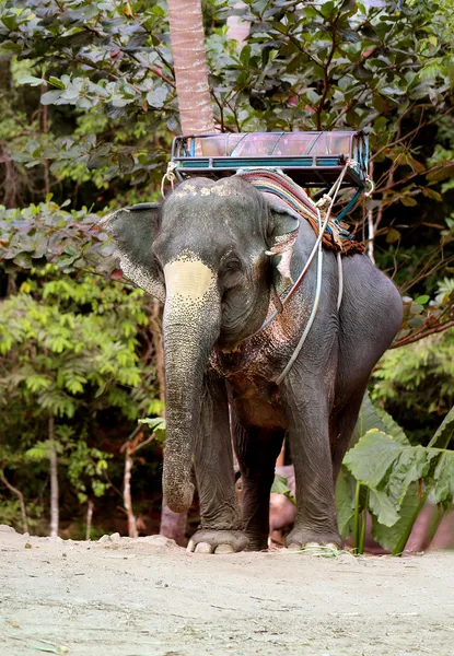 Grande elefante bonito — Fotografia de Stock