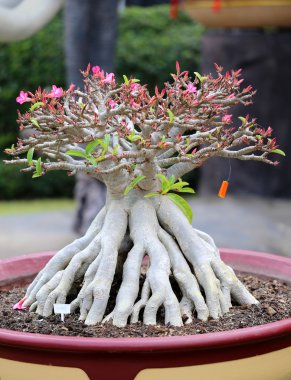 Bonsai Ağacı