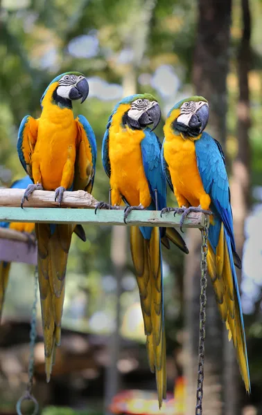 Bright blue parrots macaw — Stock Photo, Image