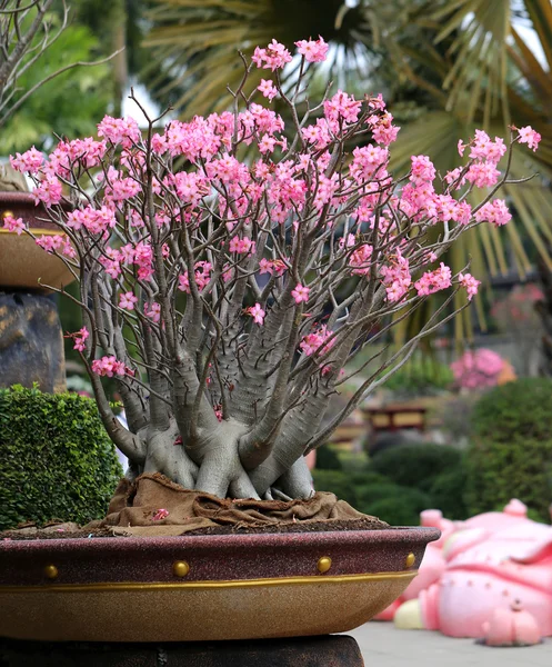 Blommande bonsaiträd — Stockfoto