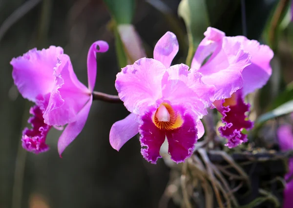 Orquídea rosa bonita — Fotografia de Stock