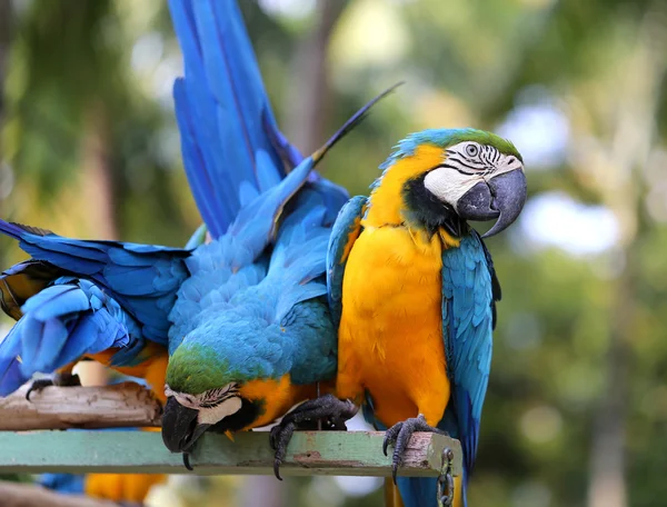 Bright blue macaws — Stock Photo, Image