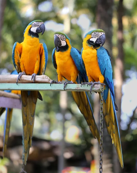 Bright blue macaws — Stock Photo, Image