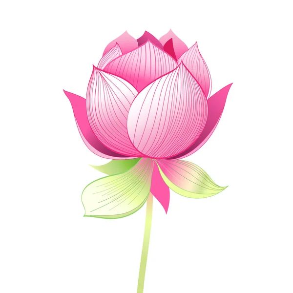 Bellissimo fiore di loto — Vettoriale Stock