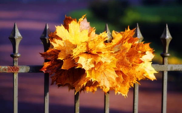 Autumn Bouquet Leaves Fence Nature Background — Stockfoto