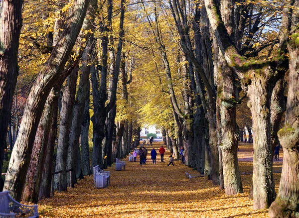 Autumn Wonderful Photo Landscape Sunny Day Example Design Nature Website — Stockfoto