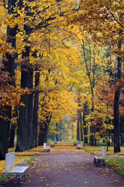 Otoño Maravilloso Paisaje Fotográfico Día Soleado Ejemplo Para Diseño Sitio —  Fotos de Stock