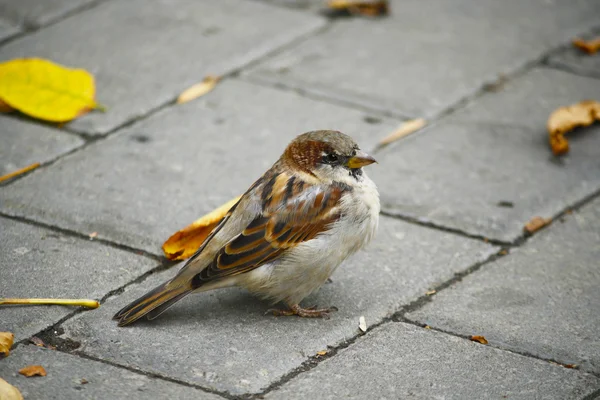 Romantic sparrow. Autumn in the city — Stock Photo, Image
