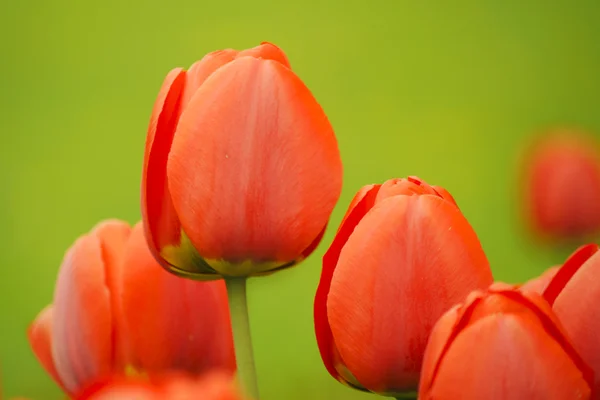 Červené tulipány na jarní zahradě — Stock fotografie