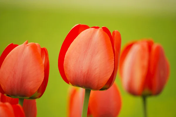 Red tulips in the spring garden — Stock Photo, Image