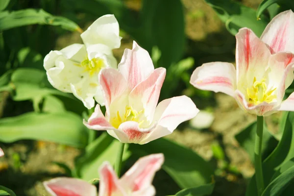 Růžové tulipány na zahradě — Stock fotografie