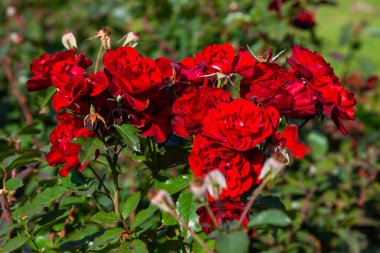 Yeşil bahçede açan kırmızı güller