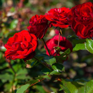 Yeşil bahçede açan kırmızı güller