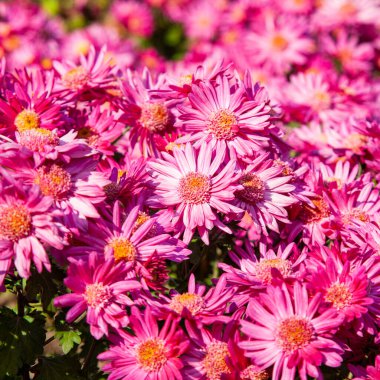 Sonbahar parkında pembe ve beyaz kasımpatıların arka planı