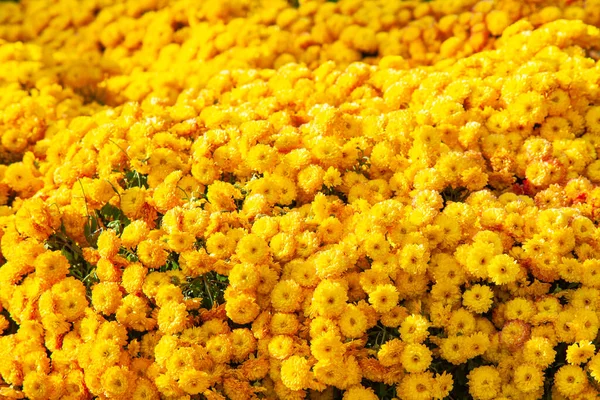 Background Beautiful Velvety Yellow Chrysanthemums Autumn Park — Stock Photo, Image
